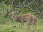 stag.JPG (216 KB)